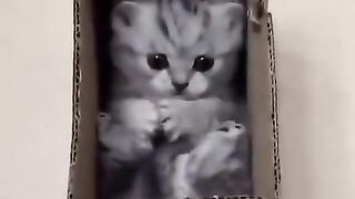 Who ordered a box of pure happiness?
