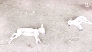 What nice dogs ????