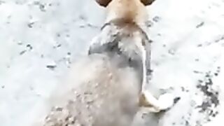 Dog Funny video #funny video#Dog#cat#Animal