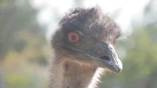 Ostrich Superpower- Eating Rocks!.