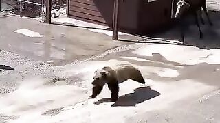 Animaux sauvages @007