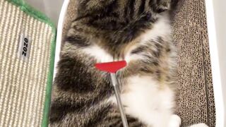 how to clean cat fur