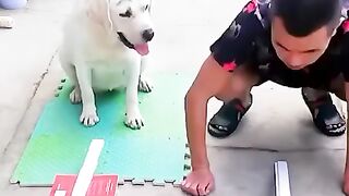 Man Trains Smart Dog