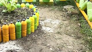 p5 project making a classroom garden from used bottles ????????????