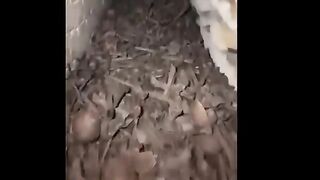 দেখুন আয়না ঘর