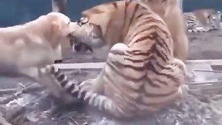 Maternal instincts