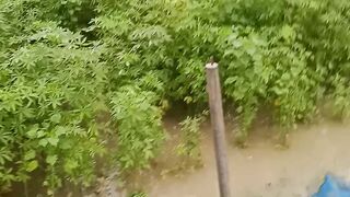 পাট জমি