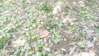 Mango parties