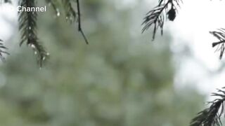 Real Meditation Rain Sounds