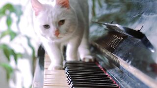 A beautiful cat playing piano