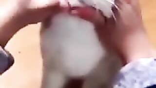 white cat 4