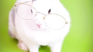 Hare is reading mood now