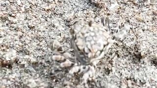 Nature animal 2