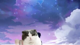 Beautiful Cat dance 2