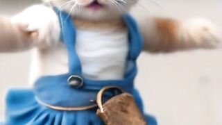 Most entertainment cats dancing video