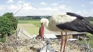 A Stork mother, making a tough decision, by throwing one of her chicks out of the nest to enhance the surviva
