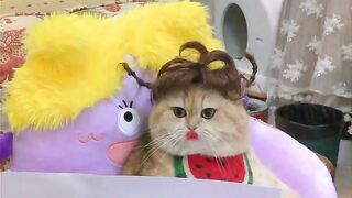 Les chats étonnent les gens par leur intelligence et leur personnalité flexible. #CAT Le comportement déroutant de #CAT #Invincible Xiaoxiaodou