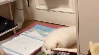 Le chiot stupide d'Aite vient voir #Le chien le plus mignon #Chiot stupide #Golden Retriever
