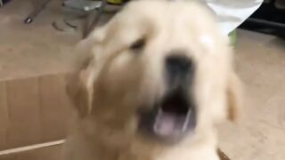 Le chiot stupide d'Aite vient voir le chiot stupide #Le chien le plus mignon #cutepet #golden retriever