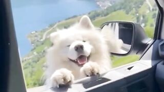 Sans ce stupide chiot, la terre ne pourrait pas tourner # Hello Hello Challenge # Le chien le plus mignon