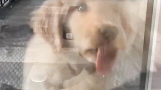 Sans ce stupide chiot, la terre ne pourrait pas tourner #歌N'écoutez pas de chansons tristes #Le chien le plus mignon