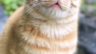 Je pensais qu'il n'y avait pas de chats moches jusqu'à ce que je voie le dernier et que le ciel tombe... #猫