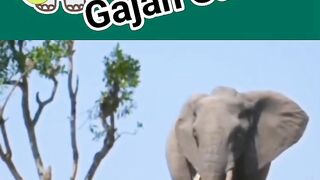 Kawanan gajah Sabana