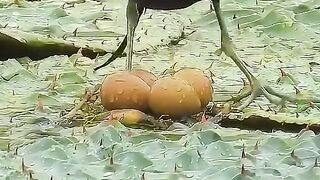 Bird life can be incrediblyy
