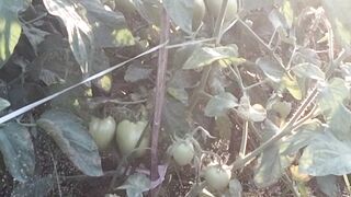 Proses penanaman buah tomat