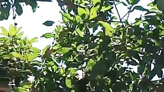 Buah mangga  bikin rujak