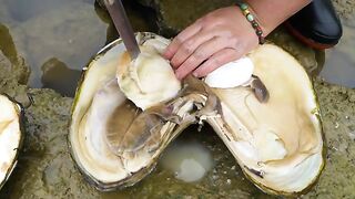Ancient giant mussels, filled with charming pearls even more dazzling than gemstones