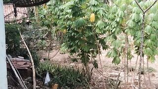 Pemandangan sekitar rumah