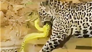 Tigers attack snake