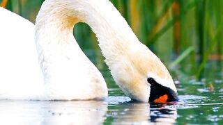 Stunning and Beautiful Animals in 4K || Nature Video | Beautiful World