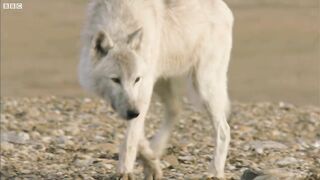 Dangerously Close to Wolves - Snow Wolf Family and Me - BBC Earth.