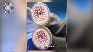 Lamprey ???? The BLOODSUCKER Monster of the River! - 1 Minute Animals.