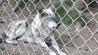 Iberian Wolves howling at Dartmoor Zoo.