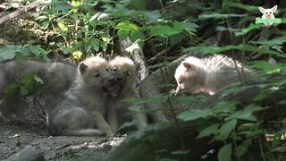 Quadruple Offspring For The Arctic Wolves.