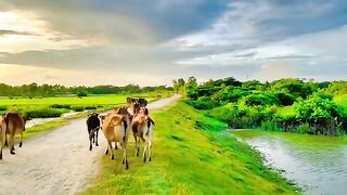 গ্রাম বাংলার এক অপর দৃশ্য