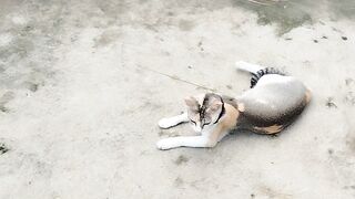 The cat is very beautiful