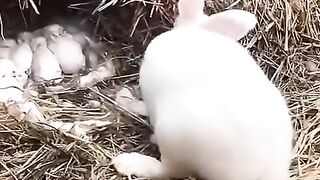 New_Born_Baby_Rabbits_#animal__#pets_#rabbit_#bunny_#love(480p).
