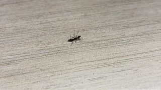 Ants that are already weak