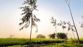 natural Slow Shots Video.