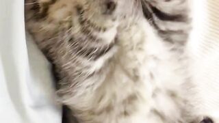 see how cute this kitten is when disturbed by sleep