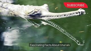 Rarely Seen Animals: Fascinating Facts About Gharials.
