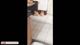 Funny animals 176