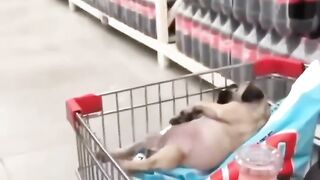Funny Pug dog