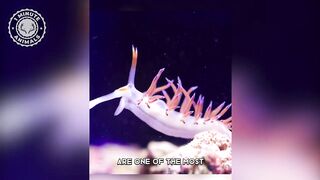 Nudibranch ???? One Of The Most Beautiful Sea Creatures - 1 Minute Animals.