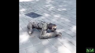 Sloth????.