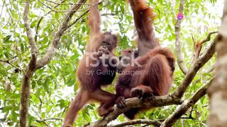 Orangutans Boxing and Wrestling Fun! 2024.